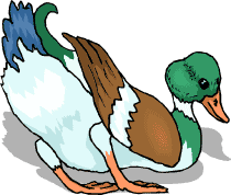 coloriage d'un canard col vert